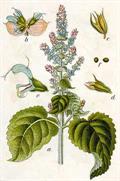 Salvia sclarea